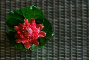 Red Torch Ginger flower with green leaf photo