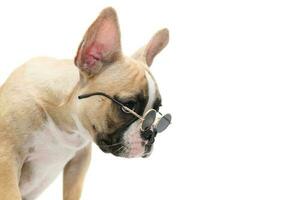 Cute french bulldog wear sunglass isolated photo