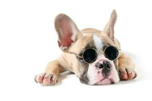 Cute french bulldog wear sunglass and sleeping photo