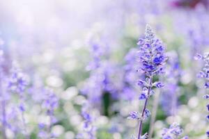 lavender flower in garden, photo