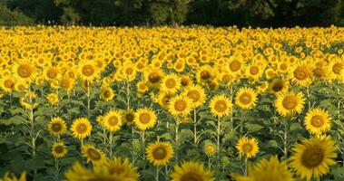 beautiful sunflower fields in garden, photo