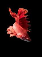 red siamese fighting fish, betta splendens isolated photo