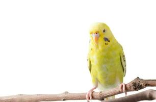 Yellow Budgerigar bird Melopsittacus undulatus photo