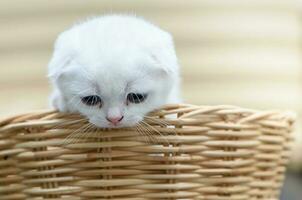 Cute Scottish fold kitten standing basket, photo