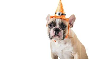 Portrait of Cute French bulldog with hat halloween isolated photo