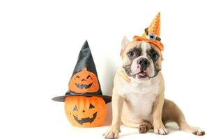 Portrait of French bulldog with hat halloween and smile photo