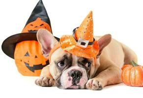 Portrait of French bulldog with hat halloween photo