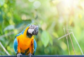 Macaw parrot on nature background photo