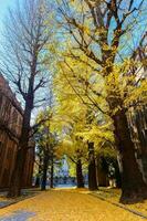 gingko árbol en camino, otoño temporada foto