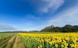 hermosa girasol campos con montaña antecedentes en azul cielo foto