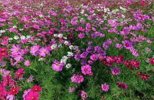 Beautiful cosmos flowers blooming in cosmos field photo