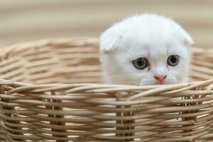 Cute Scottish fold kitten standing in bamboo basket photo