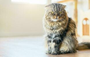 Cute brown scottish fold cat sit on the floor photo