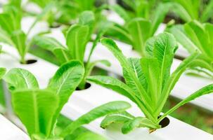 ensalada vegetal en hidropónico granja sistema plantas foto