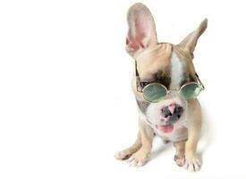 french bulldog wear sunglass isolated photo