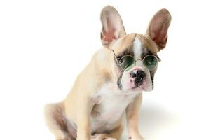 Cute french bulldog wear sunglass and doubt isolated photo