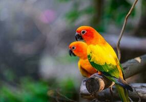 colorful Pair Lovebirds parrots on branch. photo