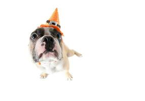 Cute French bulldog with hat halloween isolated photo