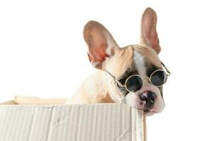 Cute french bulldog wear sunglass biting paper box photo