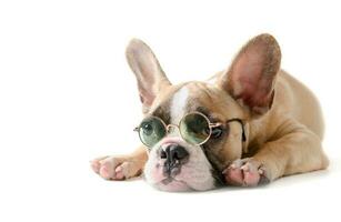 Cute french bulldog wear sunglass and sleeping isolated photo