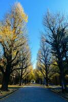 Ginkgo tree on road, autumn season photo