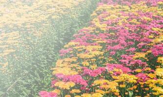 pink and  yellow Chrysanthemum flower garden, photo