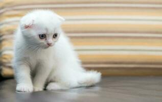 Cute white Scottish fold kitten standing on sofa, photo