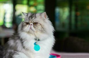 Cute Persian cat sitting on chair, photo