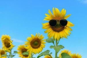 Sunflower wearing sunglasses in sunflower  field photo