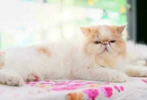 Cute white and brown Persian cat sit on table photo