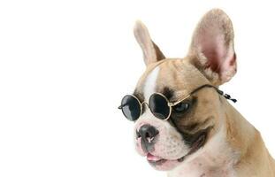 Cute french bulldog wear sunglass isolated photo