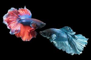 hermosa rojo y azul luchando pescado aislado foto