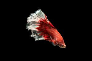 red with white siamese fighting fish, betta splendens photo