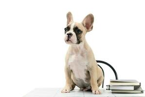 Cute little French bulldog sitting with book on table photo