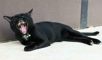 Black cat yawn open mouth photo