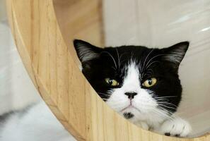 Portrait white black cat in cat home photo