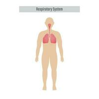 Diagram Of Respiratory System With Lungs, Inside Gas Exchange On White Background. vector