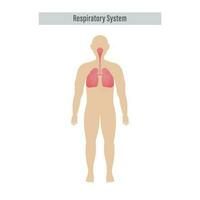 diagrama de respiratorio sistema con pulmones, dentro gas intercambiar en blanco antecedentes. vector