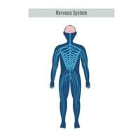 diagrama o anatomía de nervioso sistema en blanco antecedentes. vector