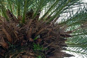 Monk Parakeets in a nesting palm tree photo