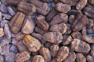 Stack of fossils for sale at a Moroccan souk photo