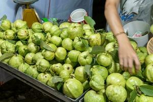 Green Guava Fruit for Sale in Thailand photo