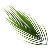 Green Spiky Leaves On White Background. vector