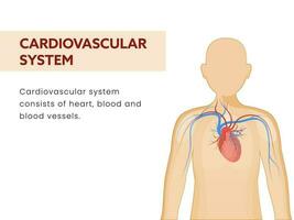 cardiovascular o circulatorio sistema póster diseño con parte de humano orgánico en blanco antecedentes. vector