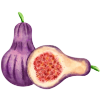 Aquarell Feige Obst png