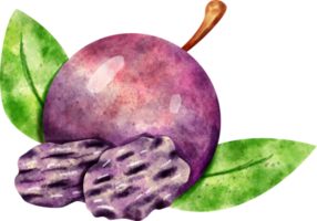 watercolor Prune fruit png