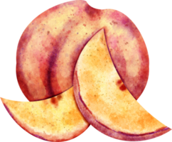 watercolor Nectarine fruit png