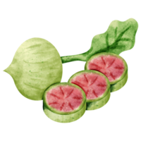 vegetal de rabanete aquarela png