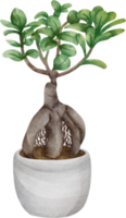 aquarelle bonsaï plante png