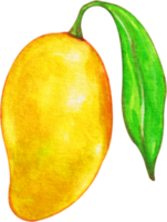 imágenes prediseñadas de mango acuarela png